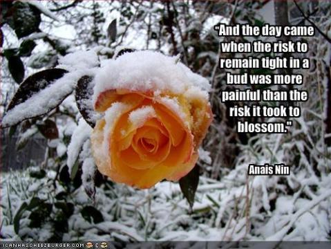 "And the day came when the risk to remain tight in a bud was more painful than the risk it took to blossom." -Anaïs Nin